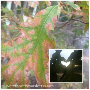 oak-leaf heart - ourtreknorth-wordpress-com